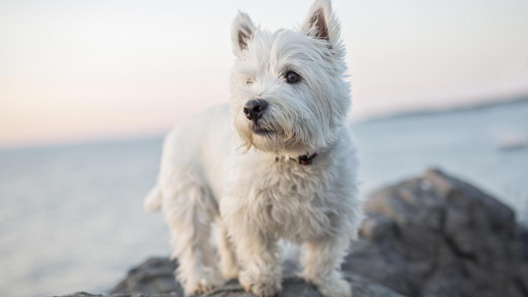 A West Highland Terrier dog standing on the rocks at the beach in the evening