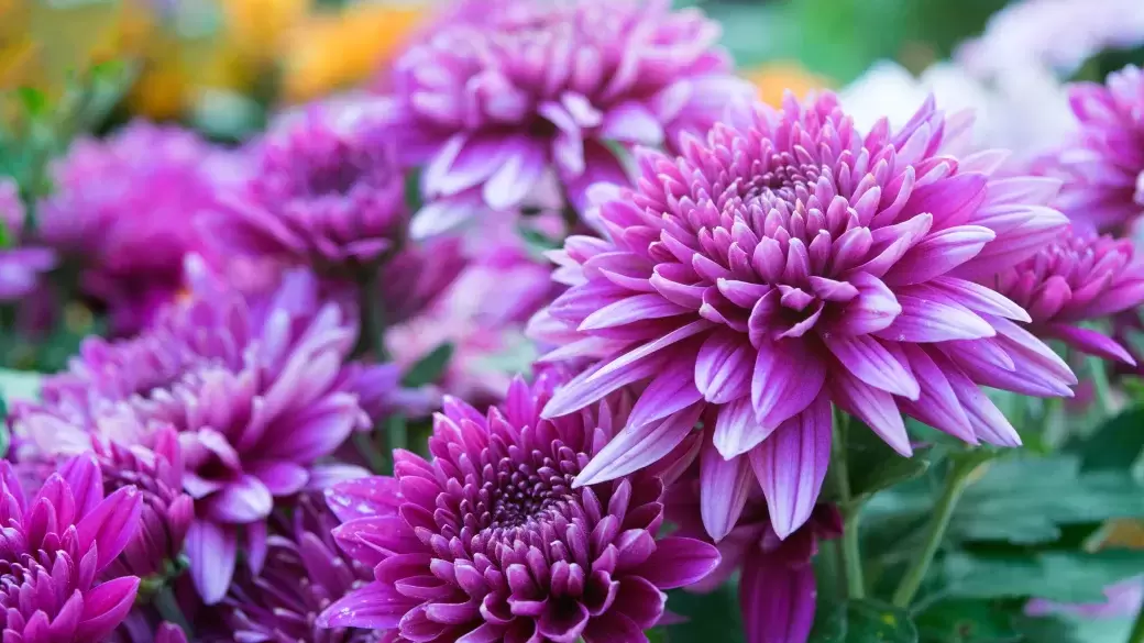 Close up of soft purple Chrysanthemum flowers