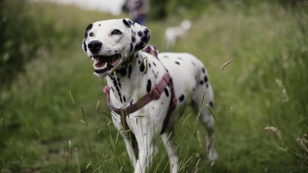 A Dalmation dog walking in a field