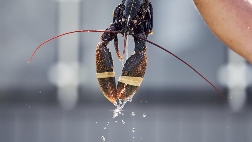 Restaurants in North Devon | Ilfracombe | Sandy Cove Hotel