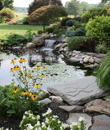 An assortment of plants and bushes around a pond in an ornamental garden