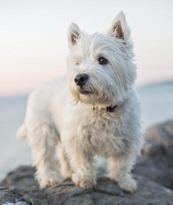 A West Highland Terrier dog standing on the rocks at the beach in the evening