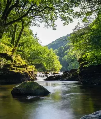 Trees on the banks of the East Lyn River and Watersmeet in Lynmouth, North Devon