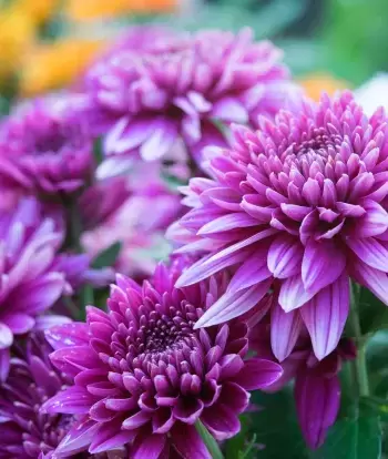 Close up of soft purple Chrysanthemum flowers