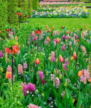 Colorful growing tulips and hyacinth flowerbed at spring day in formal garden