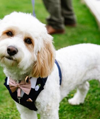 Weddings in Devon | Dog-Friendly Weddings | The Venue
