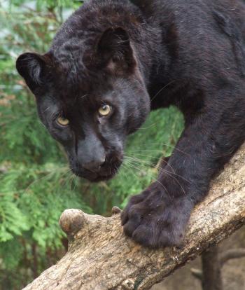 Exmoor Zoo Leopard