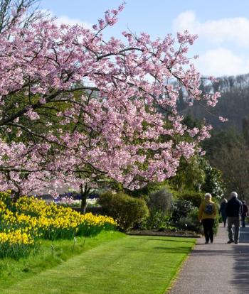 RHS Garden Rosemoor 