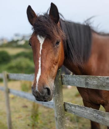 Woolacombe Riding Stables