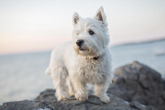 A West Highland Terrier dog standing on the rocks at the beach in the evening