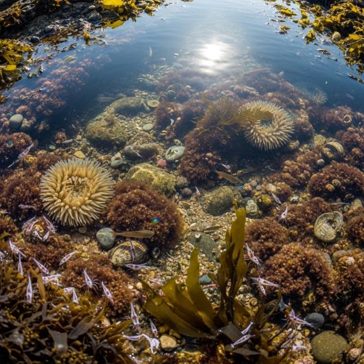 Rockpool
